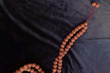 108 Large Beads Rudraksha Mala - Svietliy’s