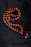 108 Large Beads Rudraksha Mala